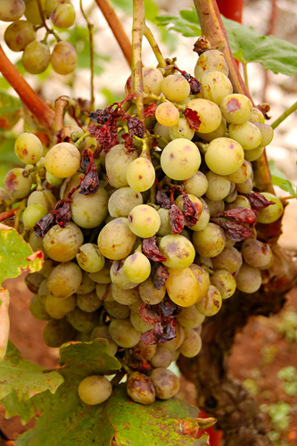 tl_files/sites/viticulture/grapes1.jpg